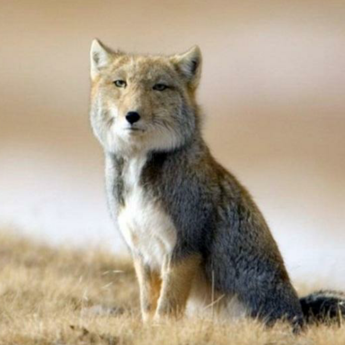 一匹藏狐