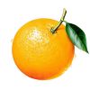 一只橙子君CZ